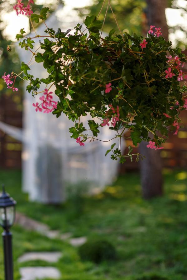Villa Rose Belogradchik Εξωτερικό φωτογραφία